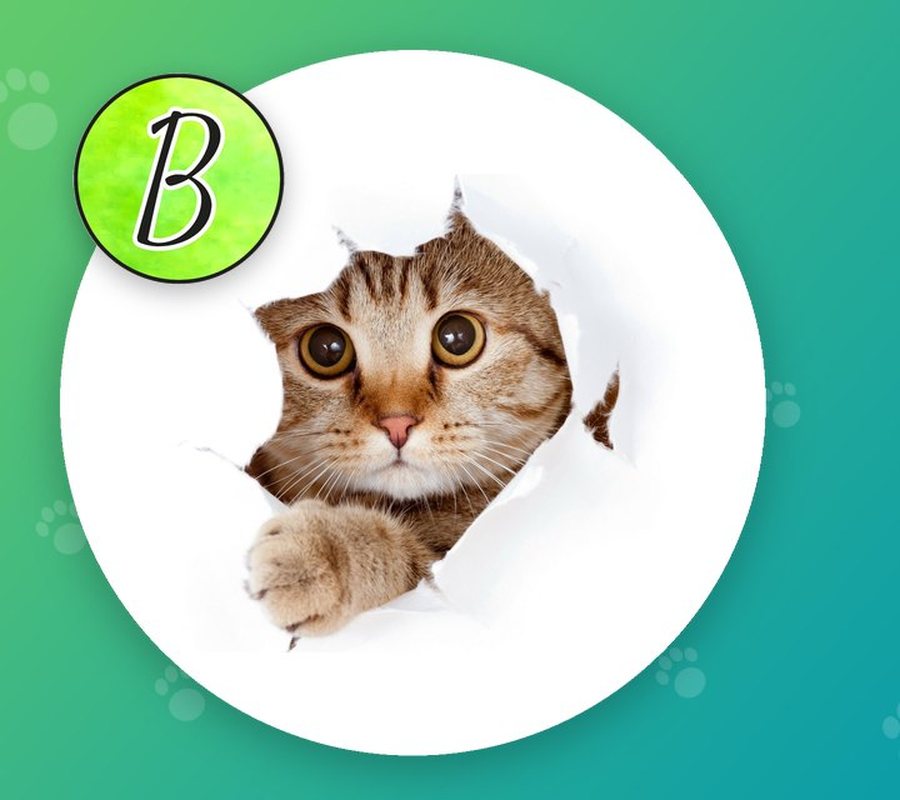 Un gato asomándose por un rascador de cartón Bagner
